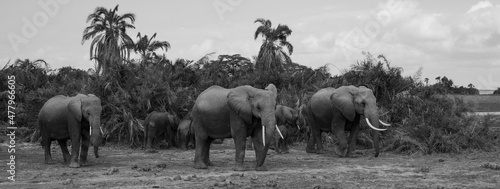 Elephant herd © Shaun