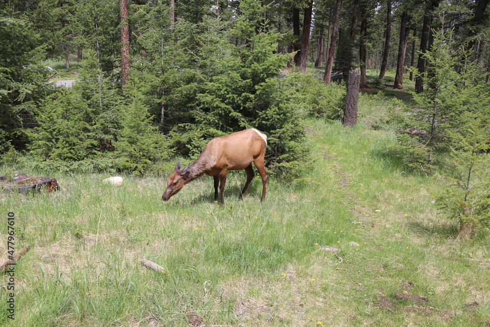 Beautiful deer is playing in the forest. Wonderful road trip through Banff and Jasper national park in British Columbia, Canada. An amazing day in Vancouver. What a beautiful nature in Canada. Beautiful deer is playing in the forest. Wonderful road trip through Banff and Jasper national park in British Columbia, Canada. An amazing day in Vancouver. What a beautiful nature in Canada.