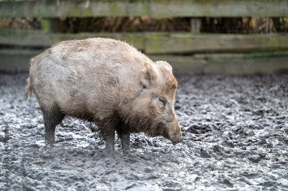 Rotwild und Wildschweine im Wildtiergehege Untergneus Rotwild und Wildschweine im Wildtiergehege Untergneus