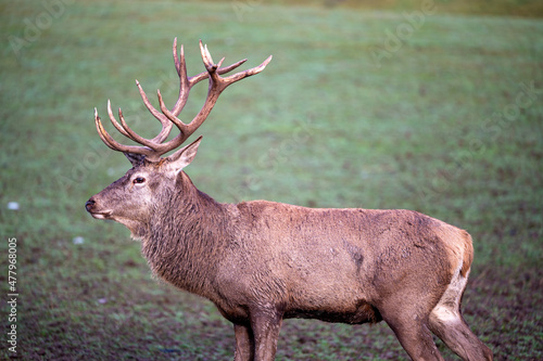 Wallpaper Mural Rotwild und Wildschweine im Wildtiergehege Untergneus Torontodigital.ca