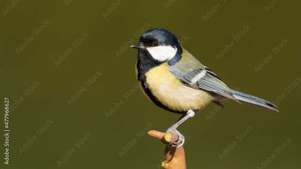 Obraz premium Great Tit