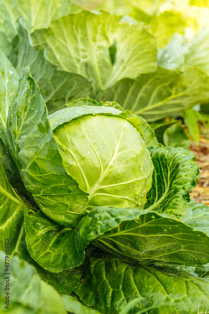 cabbage in the garden cabbage in the garden