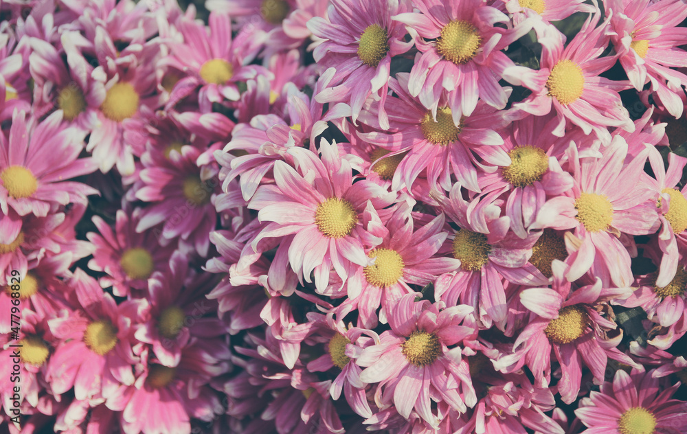Nature background from pink daisy flowers with vintage filter