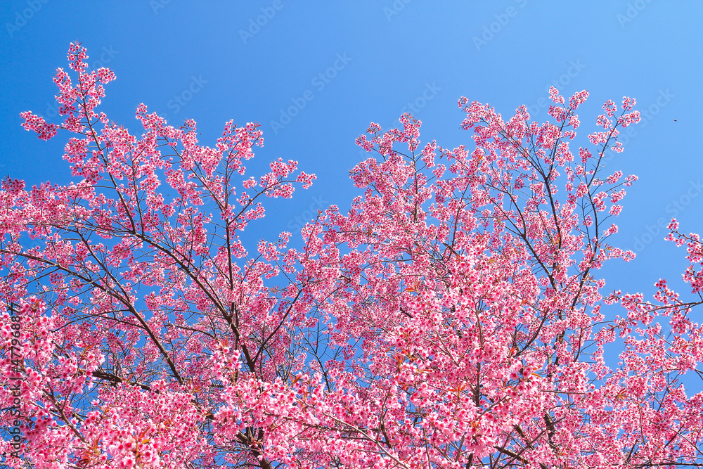 Wild Himalayan Cherry flowers tree or Sakura across blue sky use as background