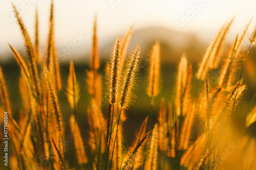 Natural background of grass flowers with sunset light 