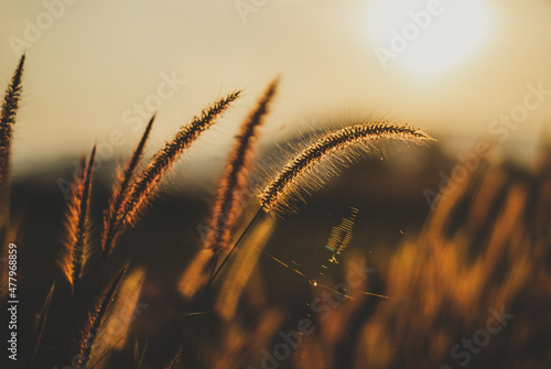 Natural background of grass flowers with sunset light 