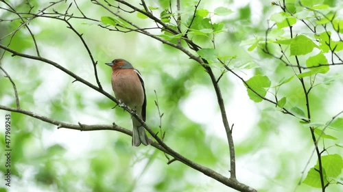 Adult male Common chaffinch, Fringilla coelebs standing on a Birch branch on a spring evening in Estonian boreal forest.	 photo
