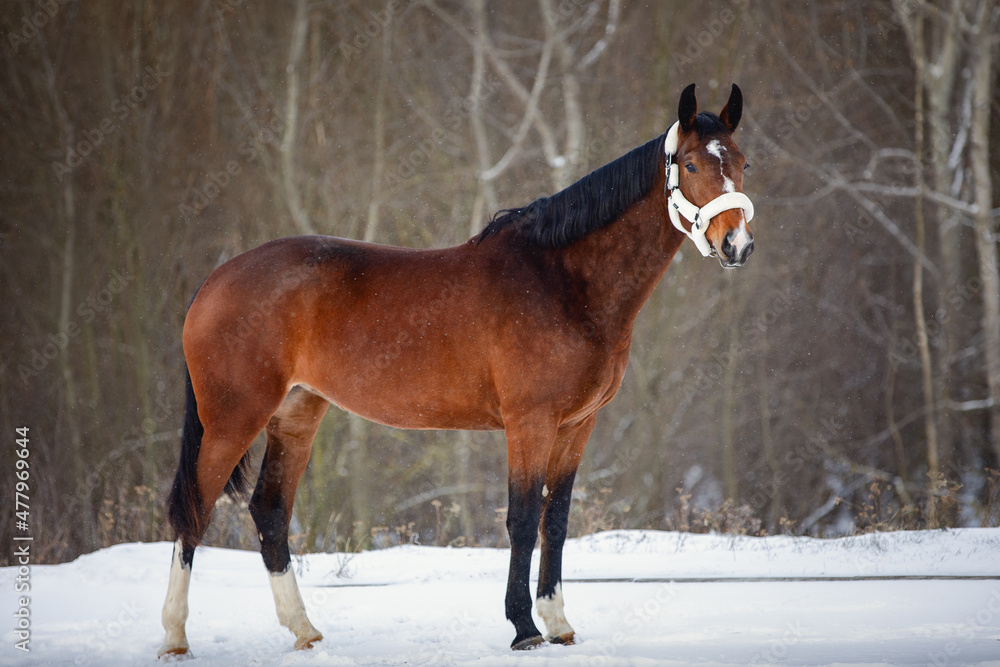 Ταπετσαρία closeup portrait of young hanoverian mare horse standing on snowy road in winter
