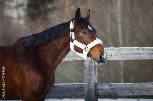 closeup portrait of young hanoverian mare horse in winter