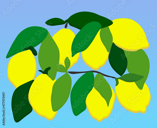 illustration of lemons and leaves on the tree branch with blue background (ID: 477970447)