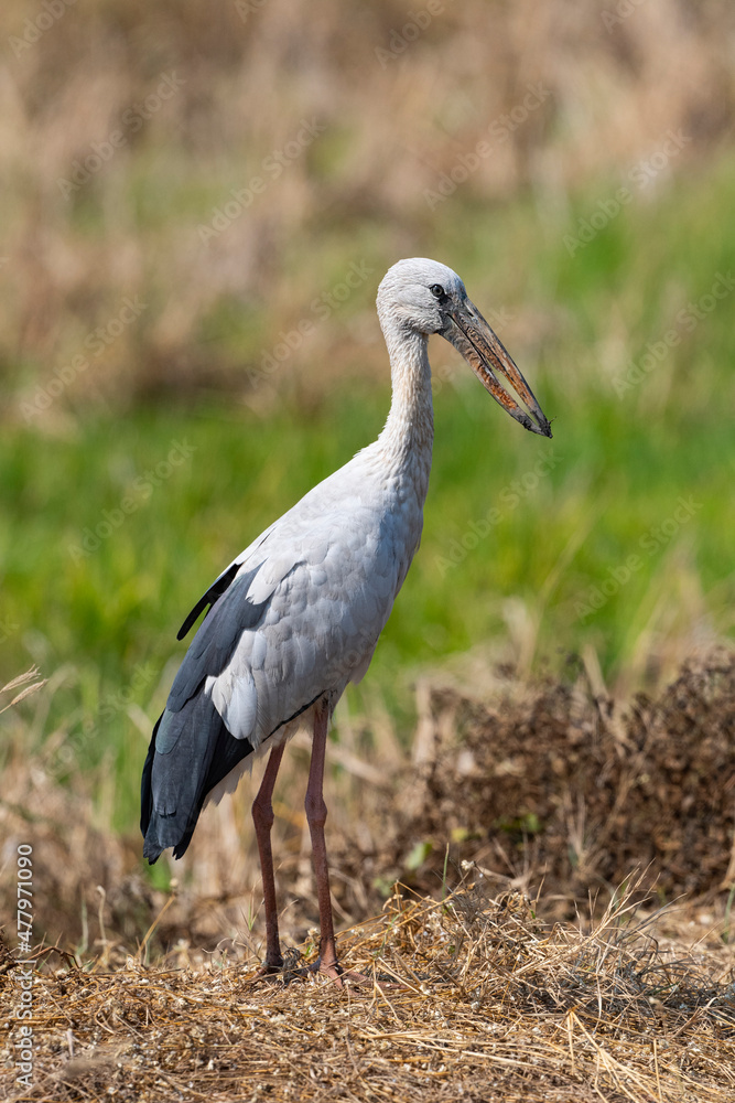 Fototapeta premium Asian Openbill