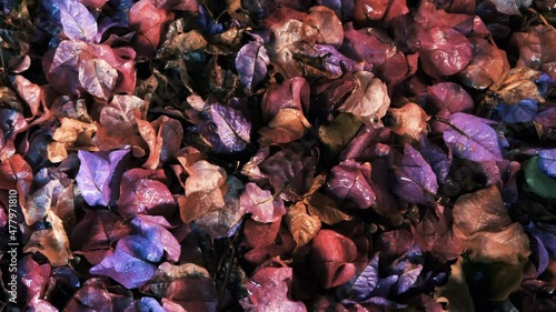 Closeup of wet, withering Bougainvillea flower blossom on the ground.