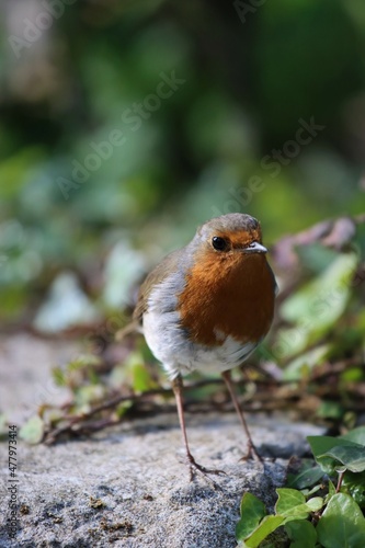 robin in the woods
