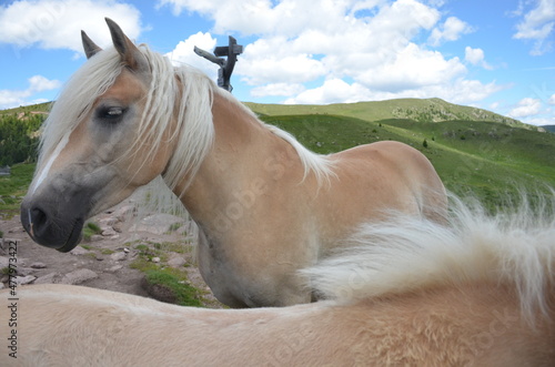 Haflinger an den Stoanernen Mandelen