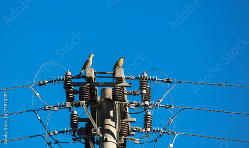 Two Campo Flicker (Colaptes campestris), perched on the electricity pole. photo