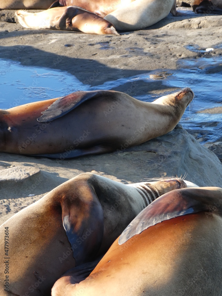 Fototapeta premium sea lions on the beach
