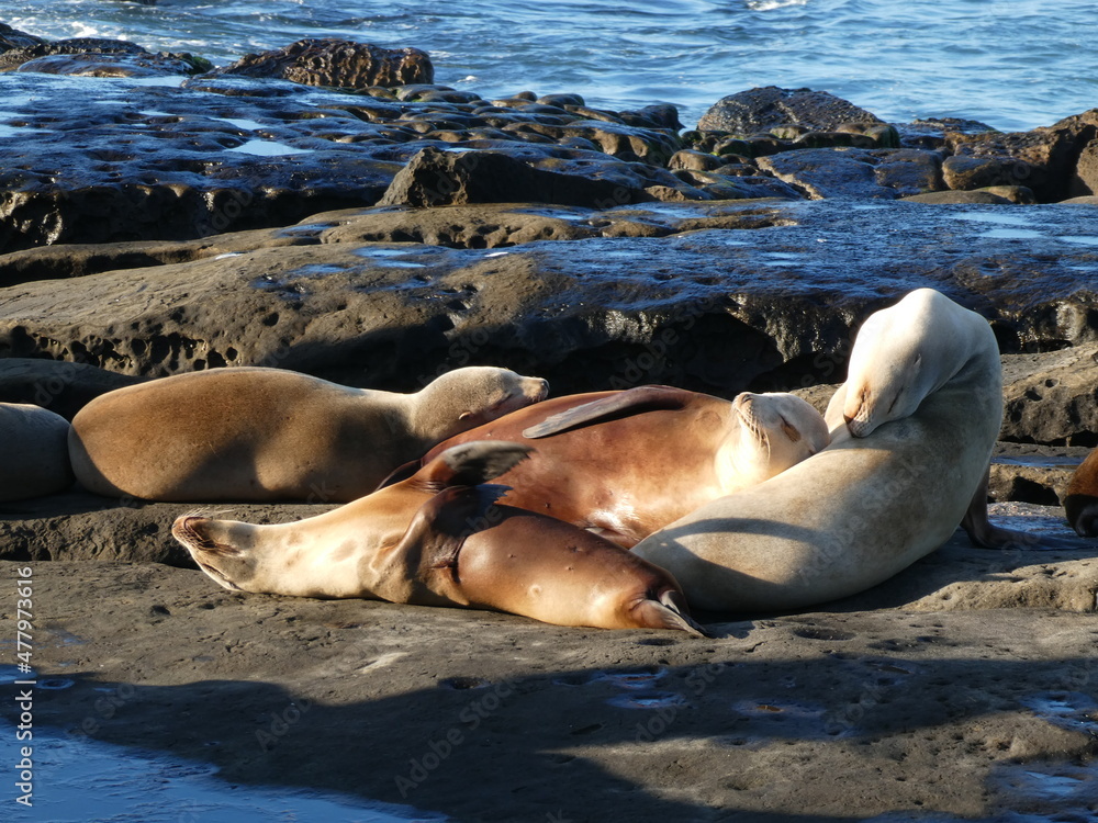 Fototapeta premium lions resting on the beach near san diego