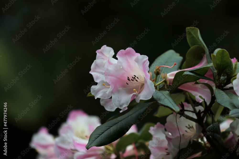 Pink Flowers