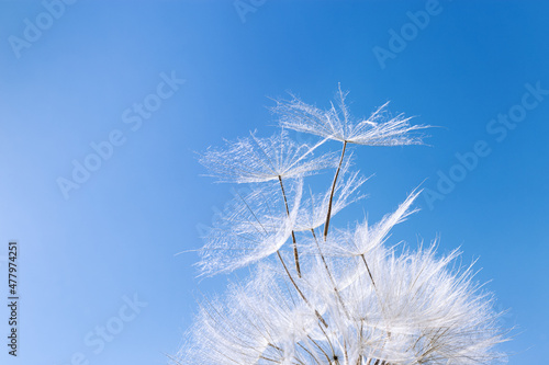 Blooming white flower dandelion  macro fluffy seeds  natural wild flower with flying away seeds  blue background Close up natural blossom  beauty in nature  freedom  ecology concept