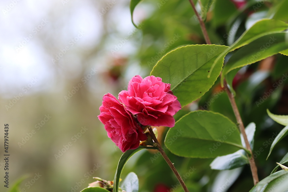 pink rose bush pink rose bush