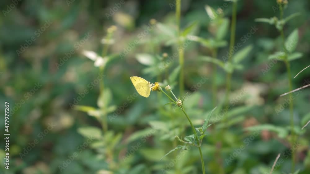 Yellow Butterfly is sitting on the flower Yellow Butterfly is sitting on the flower