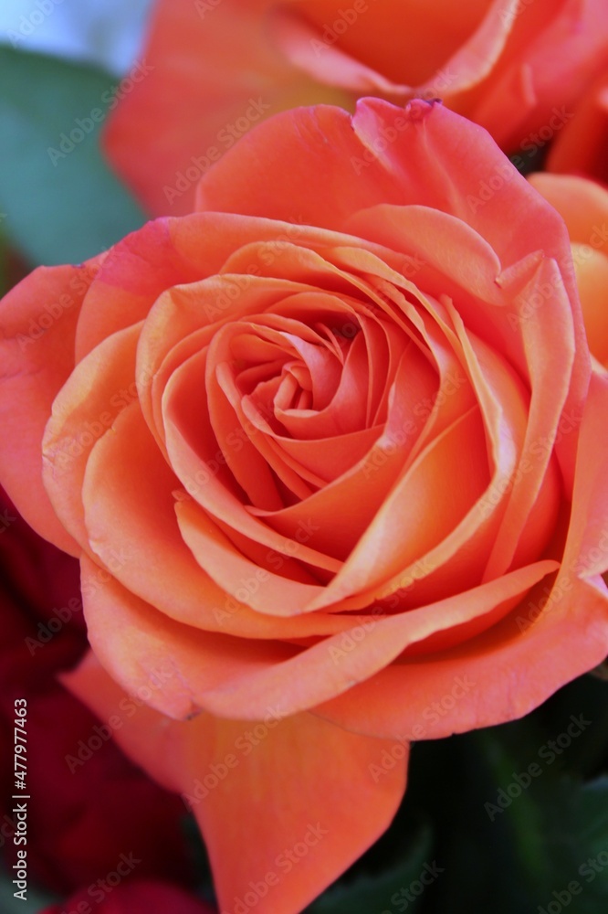 close up of a rose close up of a rose