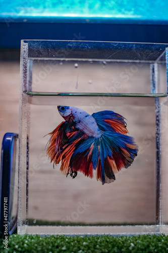 betta fish