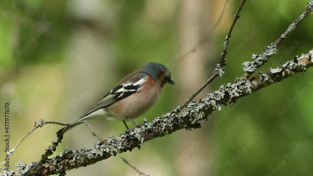 Adult male Common chaffinch, Fringilla coelebs standing on a Birch branch on a spring evening in Estonian boreal forest.	