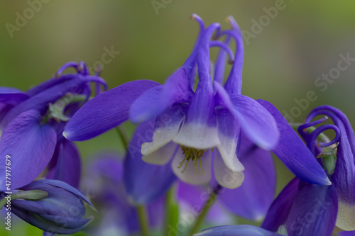 Blue aquilegia blooming in the garden. Perennials  landscaping  floriculture.