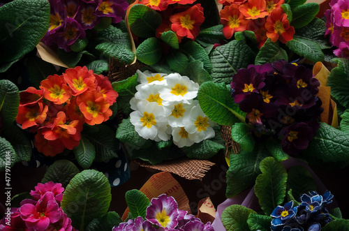 Multicolored flowers, background top view. Lots of bouquets of small flowers . Flower Garden photo