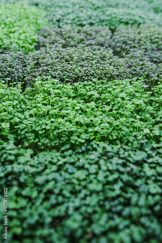 Vegan micro greens. Growing germinated seeds of microgreens close-up. Healthy food concept.