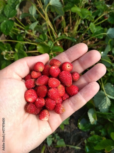 large ripe juicy red strawberries in the palm of your hand on a sunny summer day in the garden