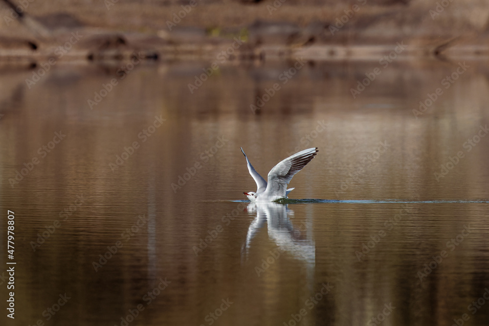 Fototapeta premium Seagull landing in a swamp.