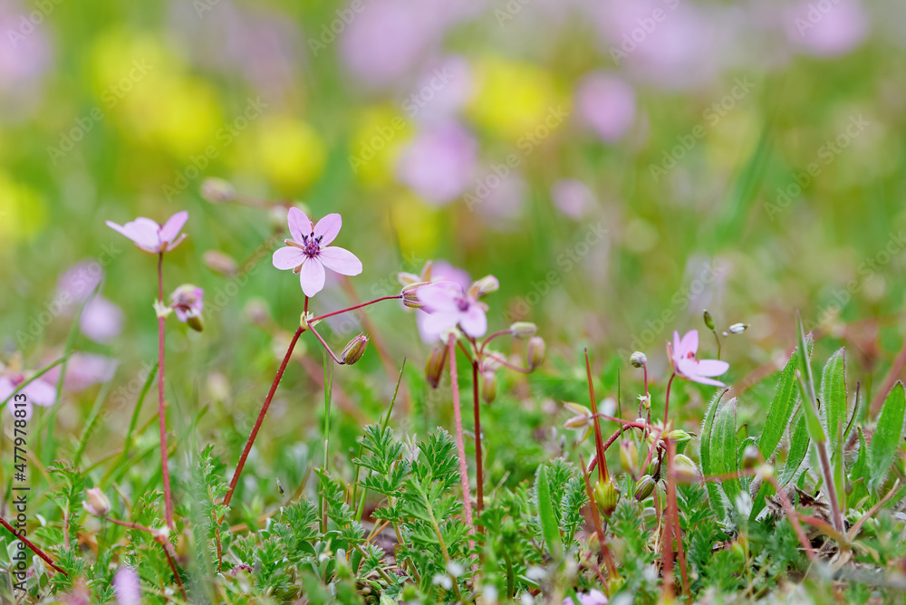 Flowers on a meadow with blured background Flowers on a meadow with blured background