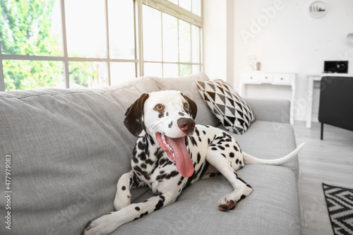 Funny Dalmatian dog lying on sofa in room