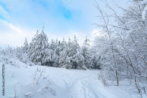 Snow-covered forest path, illuminated by day. Winter Background. winter forest scenery. Scenic image of spruces tree. Frosty day, calm wintry scene. Ski resort. Great picture of wild area