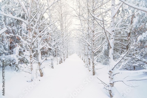 Snow-covered forest path, illuminated by day. Winter Background. winter forest scenery. Scenic image of tree. Frosty day, calm wintry scene. Ski resort. Great picture of wild area © welcomeinside