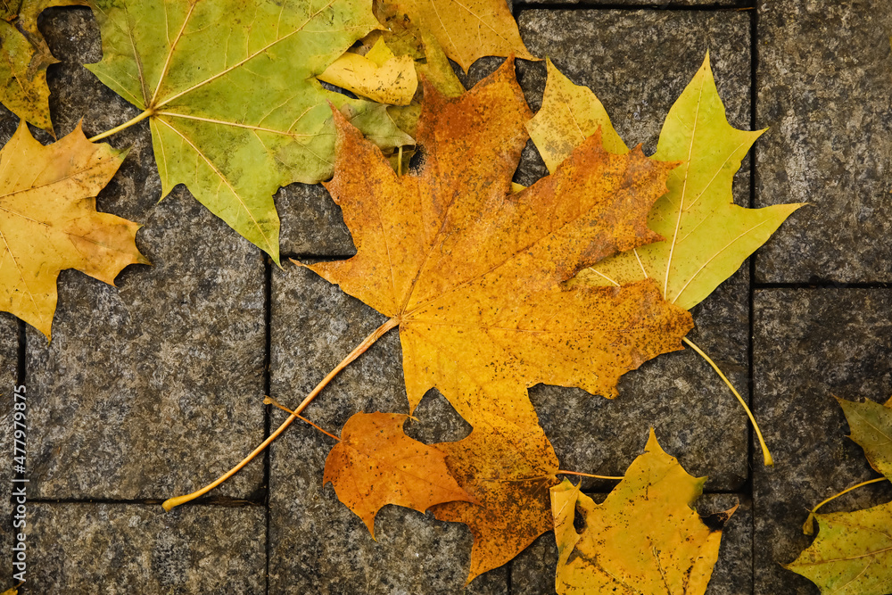 Beautiful autumn leaves on stone background Beautiful autumn leaves on stone background