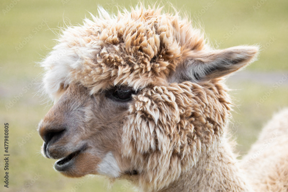  funny alpaca looking very close into the camera portrait in detail focus