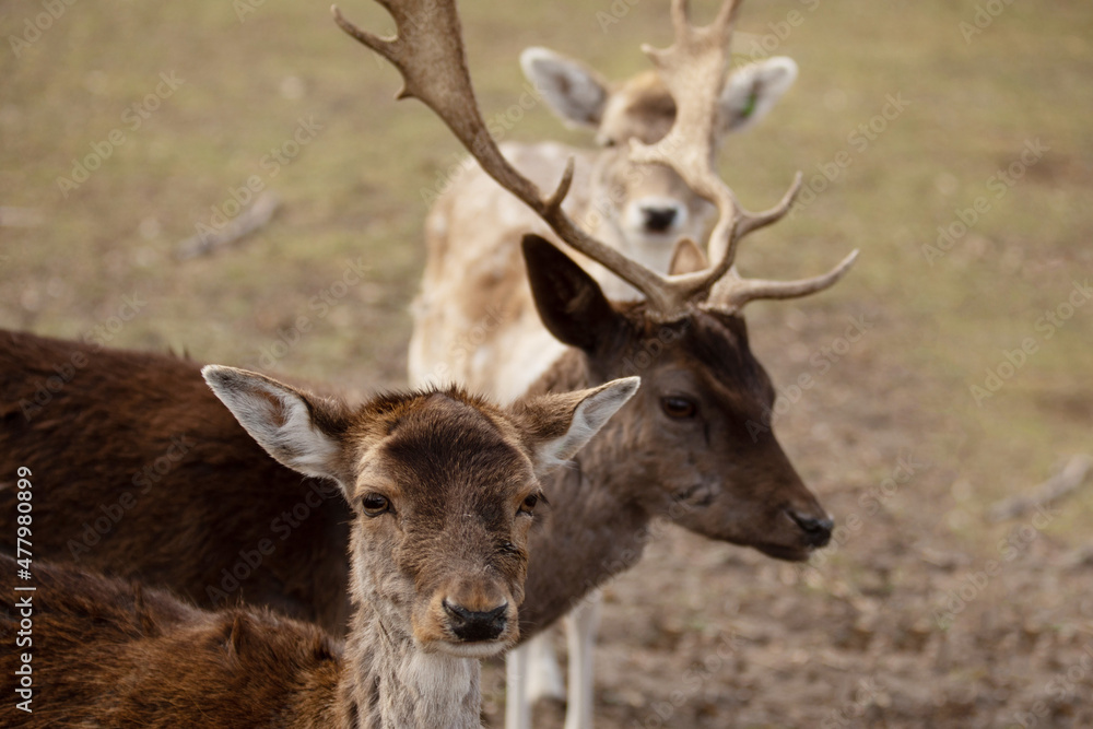 couple of small wild deer looking at the camera very close in detail on the background of the spring forest couple of small wild deer looking at the camera very close in detail on the background of the spring forest