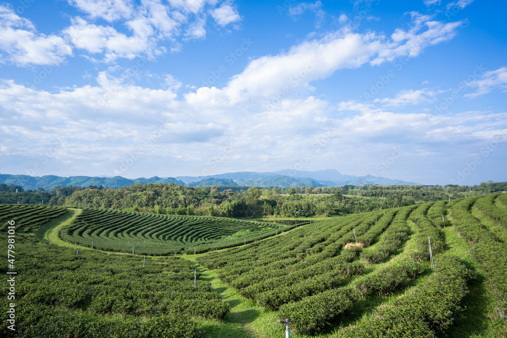green tea plantation in Chiang Rai-Thailand