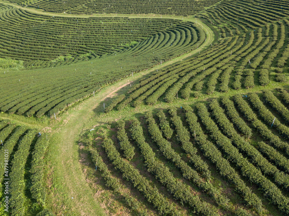 green tea plantation in Chiang Rai-Thailand