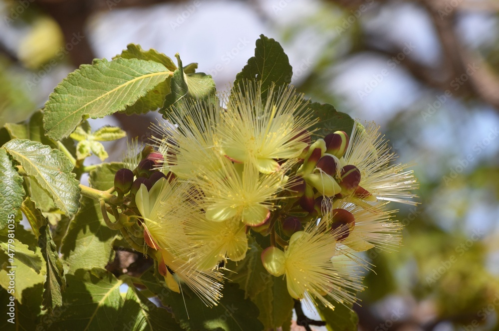 flor do pequi flor do pequi
