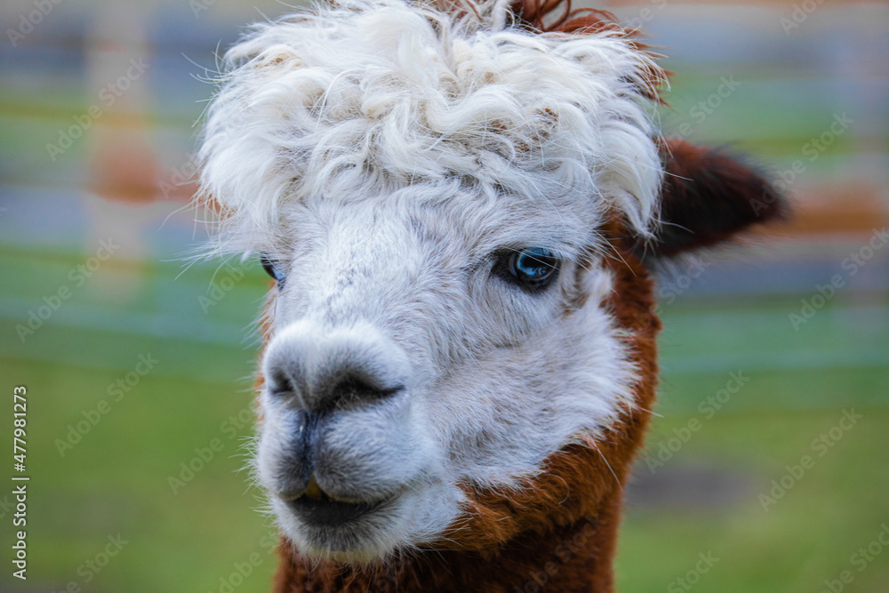 one funny alpaca with bright blue eyes looking very close into the camera portrait in detail focus one funny alpaca with bright blue eyes looking very close into the camera portrait in detail focus