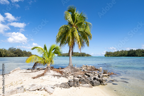 Fototapeta Tropical island in the South Seas, Moorea, French Polynesia