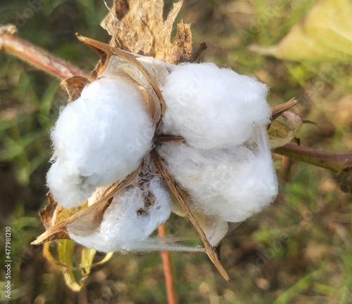 cotton buds on the ground photo