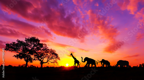 amazing sunset and sunrise ,silhouette trees, dark tree on open field dramatic sunrise, safari theme giraffe, lion, rhinoceros,elephant. © Mohwet