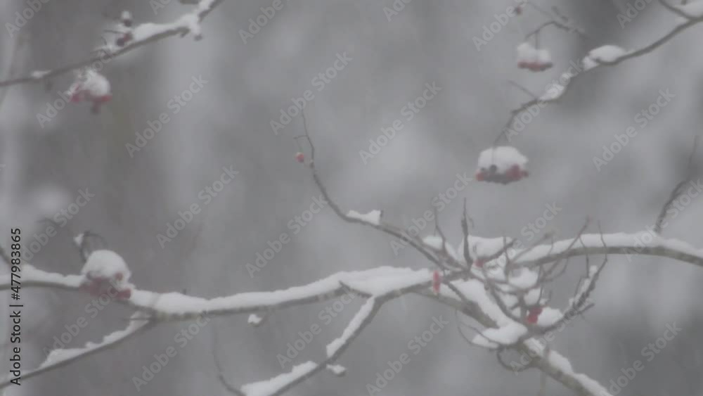 Blurry snowfall background. Windy Heavy snowfall in 4K video in a forest branched trees during the Winter. Background copyspace concept. Blurry snowfall background. Windy Heavy snowfall in 4K video in a forest branched trees during the Winter. Background copyspace concept.