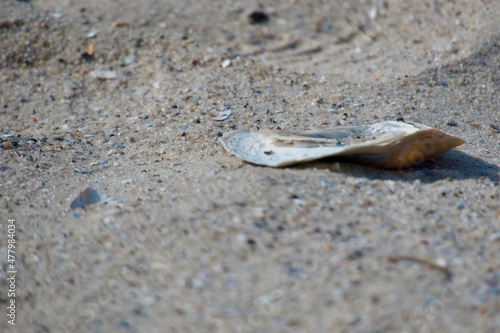 single oyster shell on the beach