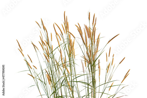 grass flower, rice Weeds, reeds, isolated on white clipping path